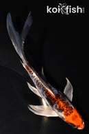 7.25" ARAGOKE BENI KIKOKURYU BUTTERFLY