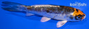 4" BENI KIKOKURYU