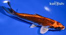 6.75" BENI GINGA
