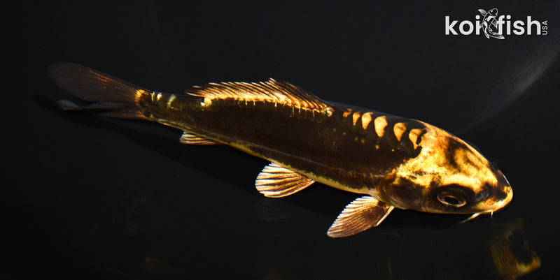 5.5" KIN KIKOKURYU