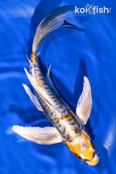 7.75" KIN KIKOKURYU BUTTERFLY