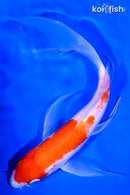 7.75" KOHAKU BUTTERFLY