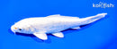 6.75" PLATINUM OGON