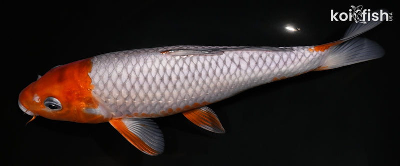 9.25" OCHIBA SHIGURE