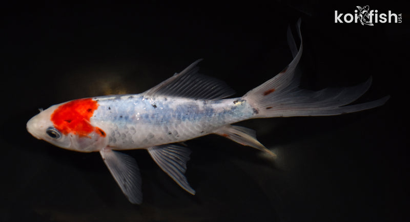8.25" SHUBUNKIN GOLDFISH