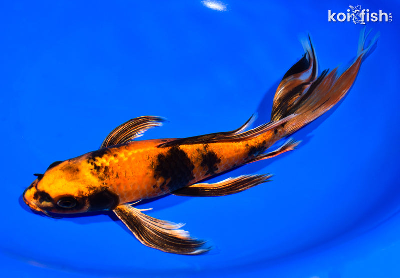 10" KIN HI UTSURI BUTTERFLY