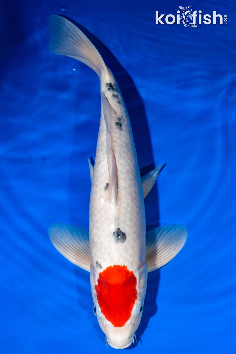 15.25" TANCHO SANKE
