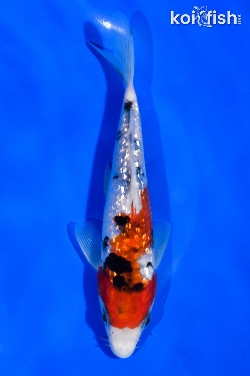 6" GINRIN SANKE