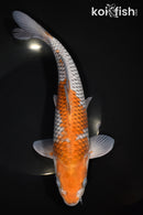 11.75" OCHIBA SHIGURE