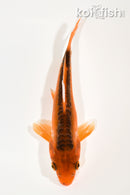 7" HI SHUSUI