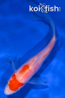 5" KOHAKU BUTTERFLY