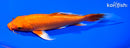 6.75" ORENJI OGON BUTTERFLY