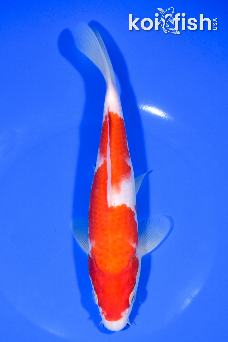 8" KOHAKU