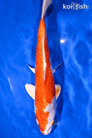 9.75" HARIWAKE