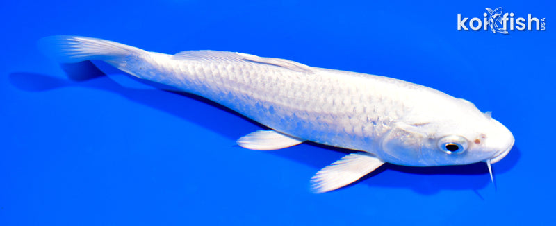 7.75" PLATINUM OGON