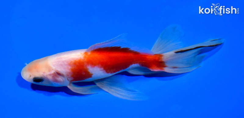 6.25" WATONAI GOLDFISH