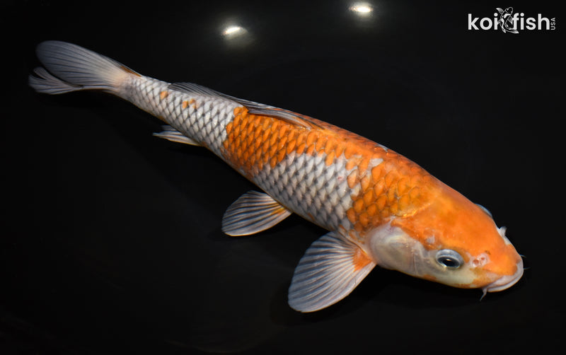 11.75" OCHIBA SHIGURE
