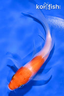 5" KOHAKU BUTTERFLY
