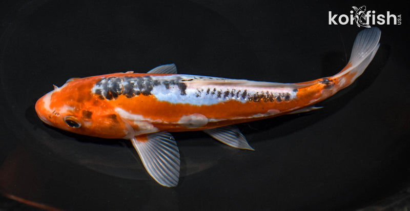8.25" HI SHUSUI