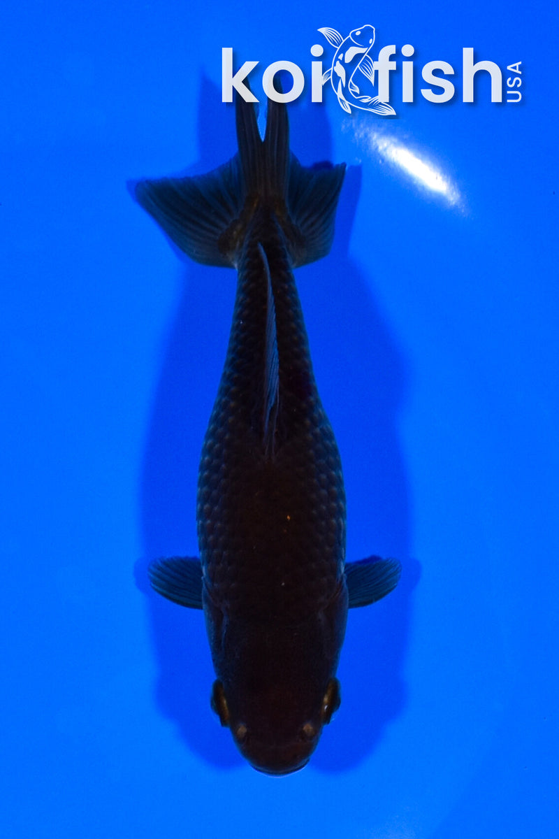 6" WAKIN GOLDFISH