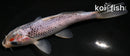 5.5" GOSHIKI