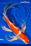 20" KIKUSUI BUTTERFLY