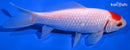 6.25" TANCHO COMET GOLDFISH
