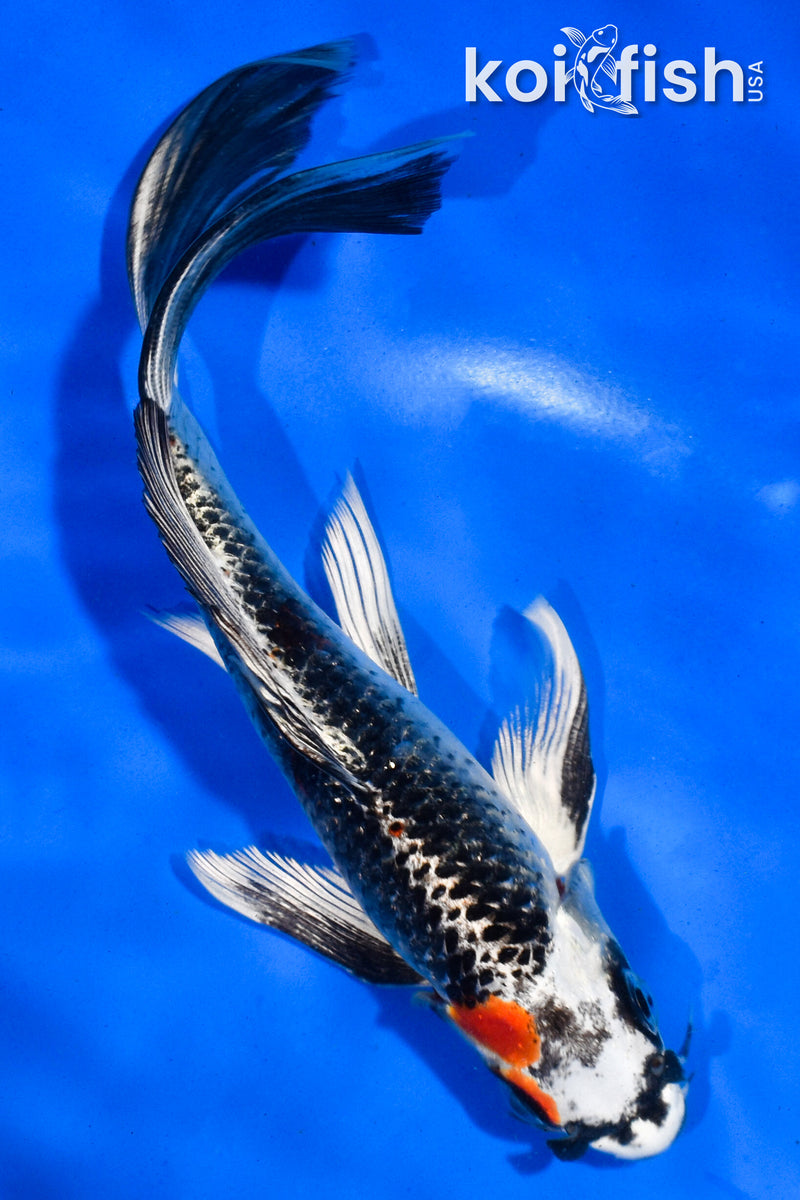 6" BENI GINGA BUTTERFLY