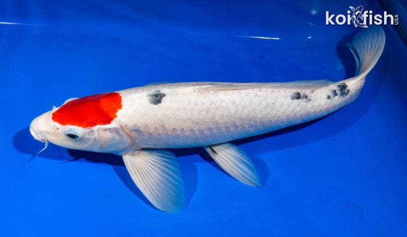 15.25" TANCHO SANKE
