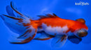 5" CALICO TELESCOPE GOLDFISH
