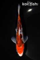 6" GOSHIKI