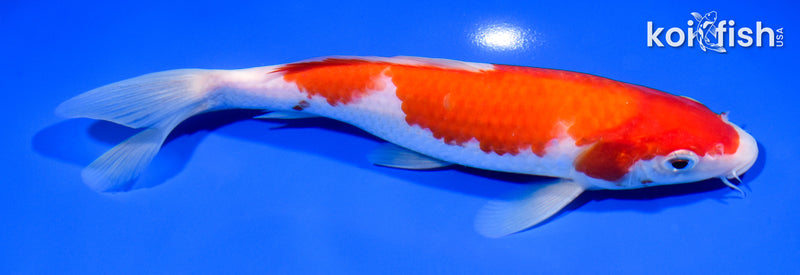 8" KOHAKU