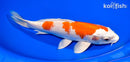 8.5" HARIWAKE
