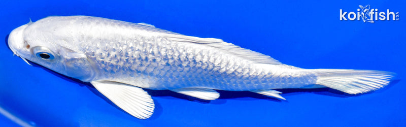 6" GINRIN PLATINUM OGON