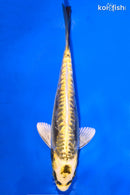7.75" KIN KIKOKURYU