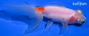 4.5" TELESCOPE FANTAIL GOLDFISH