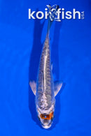 4.5" ARAGOKE BENI KIKOKURYU