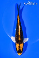 6.5" ORENJI MATSUBA