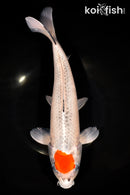 13.25" TANCHO GOSHIKI