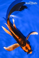 8.25" ORENJI MATSUBA BUTTERFLY