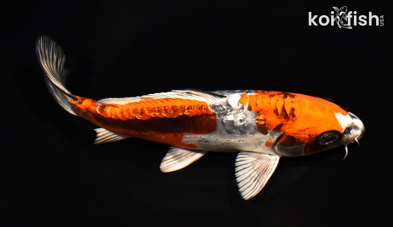 8.25" BENI KIKOKURYU