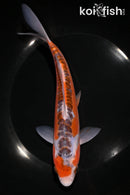 8" HI SHUSUI
