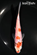 6" DOITSU GOSHIKI