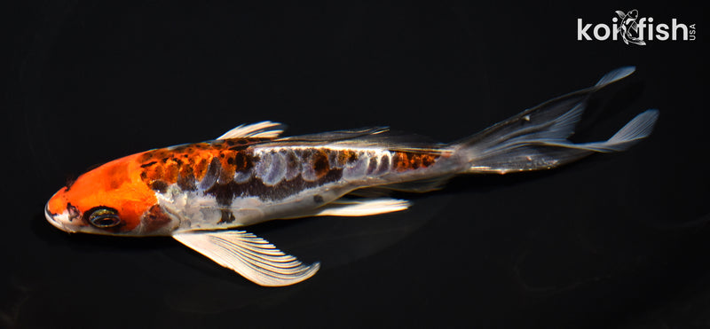 7.25" ARAGOKE BENI KIKOKURYU BUTTERFLY