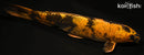13" KIN KI UTSURI
