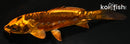 4" BENI KIKOKURYU
