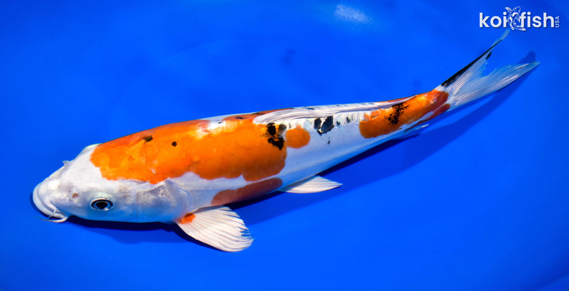 11.25" HEISEI NISHIKI