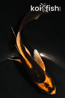 5" ORENJI MATSUBA BUTTERFLY
