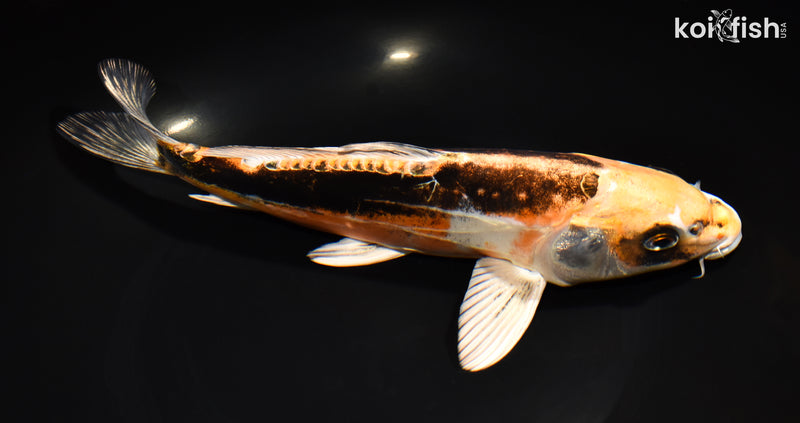 10.25" BENI KIKOKURYU