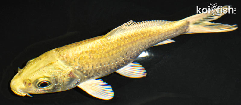 5.5" YAMABUKI OGON